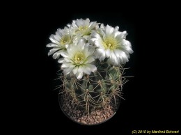 Gymnocalycium heuschkelianum 304